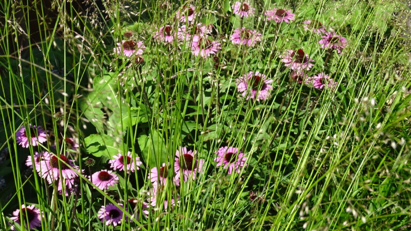 Hoveniersbedrijf Suppers