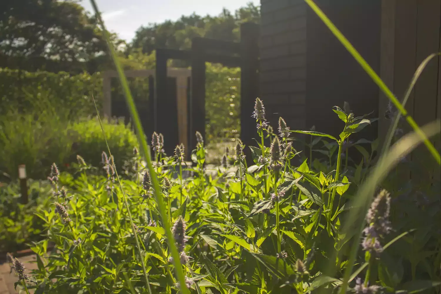 Maud van den Berg Tuinontwerp