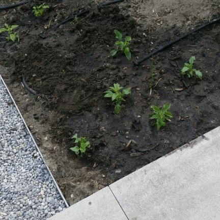 Rigidline 75x2200 mm, Gegalvaniseerd incl. per strip 3 grondnagels 300mm en verbindingsplaat