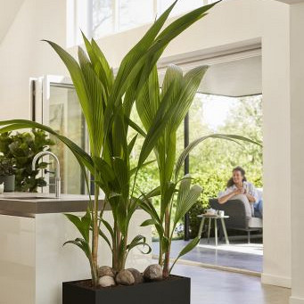 Elho vivo next lang 80 living black (lxbxh) 39x78x37,9 cm