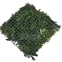 Green wall element Botanic C (50x50 cm)