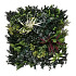 Green wall element Botanic B (50x50 cm)