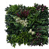 Green wall element Botanic C (50x50 cm)