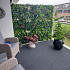 Green wall element Botanic C (50x50 cm)