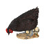 KIP MET KUIKEN H24X26X13CM A3