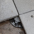 Verstelbare tegeldrager Medium 3,0 t/m 5,0 cm compleet