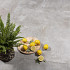 GeoCeramica® 100x100x4 Bel Cemento Grigio