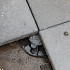 Accessoire tbv tegeldrager Small: Ophoogstuk 0,5 cm