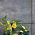 Keramische tegel 90x90x3 cm Triagres Hampshire Iron