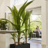Elho vivo next lang 80 living black (lxbxh) 39x78x37,9 cm