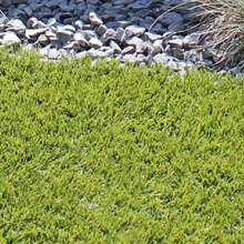 Royal Grass® Bloom
