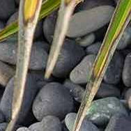 Pebbles