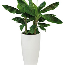 Elho pure soft round high 35 wit (lxbxh)34,5x34,5x62,3