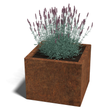 Cortenstaal plantenbak Vierkant 50x50 hoogte=30cm opties=bodemplaat