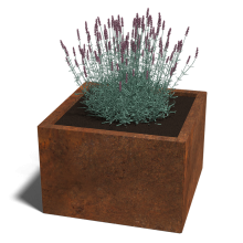 Cortenstaal plantenbak Vierkant 60x60 hoogte=30cm opties=bodemplaat